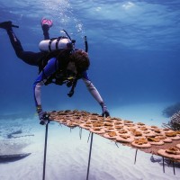 Fundación Grupo Puntacana recibe premio a “Mejor Contribución a la Preservación Vida Silvestre” de World Travel Market Latinoamérica